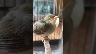 Download lagu #fypシ @dedyjosh  Anakan prenjak kepala merah hari ke 2 di loloh #prenjakkepalamerah  #perenjak mp3