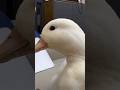 Laughing Duck Laugh Duck