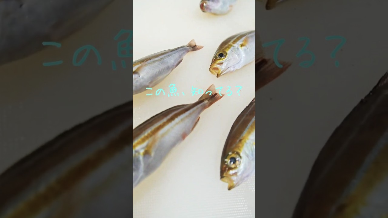 この魚、わかったら魚通 #shorts #魚クイズ