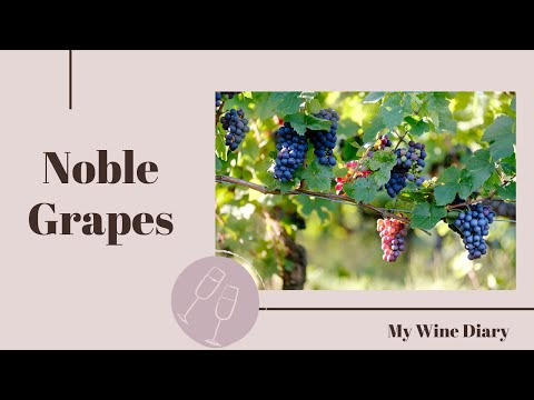 Noble Grapes Explained: A Guide to the 6 Most Important Wine Varieties!