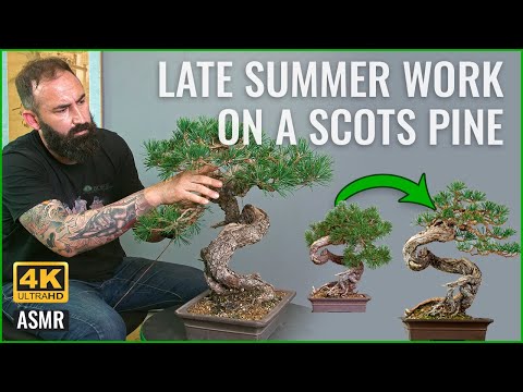 Late Summer work on a Scots pine 4k ASMR