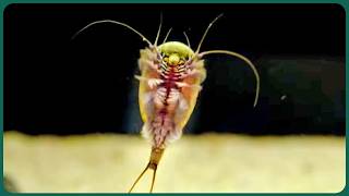 Thumbnail del capítulo