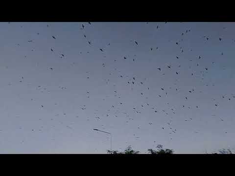 GOLONDRINAS, Barrio Tropezón, Chajari Entre Ríos Argentina 17-02-2026