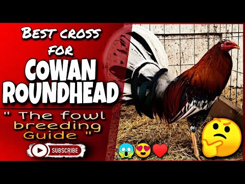 Some of the great combination of this Cowan Roundhead chicken.