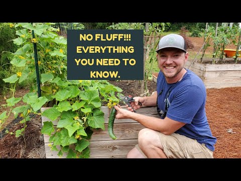How to Prune Cucumber Plants for Maximum Production and Disease Prevention