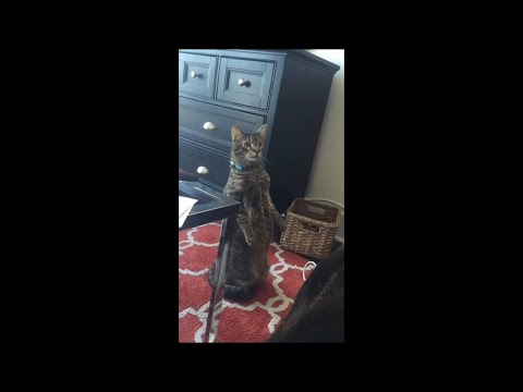 Cat Stands on Hind Legs as Owner Repeats ”Go Bigger”