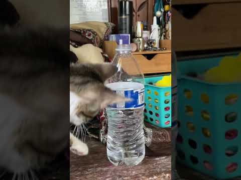 Kitten tries to drink from a water bottle