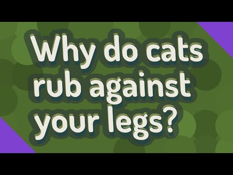 Why do cats rub against your legs?