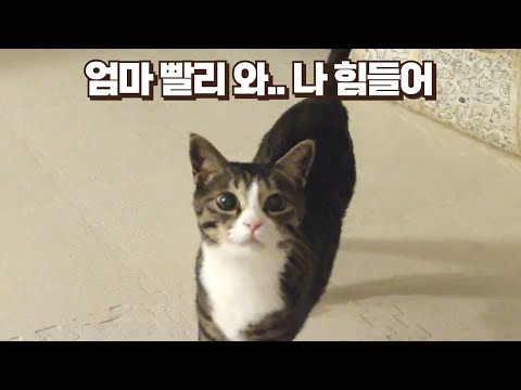 고양이 혼자 있을 때 홈캠으로 말을 걸었더니.. 신기하고 기특한 보름이 반응