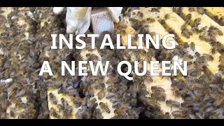 mudsongs.org: Installing a New Queen Bee