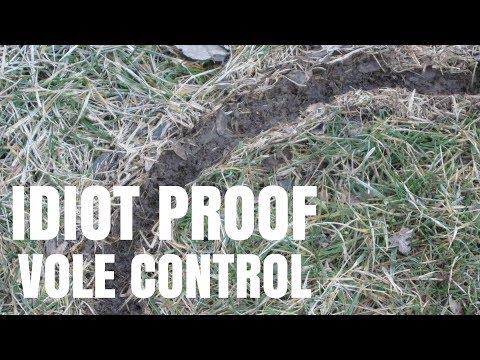 Trapping Voles in the Garden