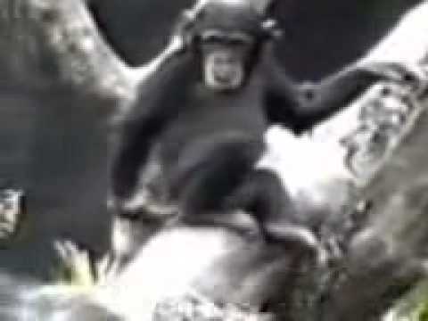 EL CHANGO PENDEJO.wmv