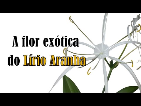 , title : 'A flor exótica do Lírio Aranha'