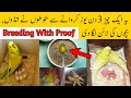 Birds Natural Breeding Formula Best Breeding Formula For Budgies Lovebirds Cocktail Etc