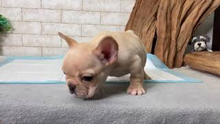 Video preview image #1 French Bulldog Puppy For Sale in SAN FRANCISCO, CA, USA