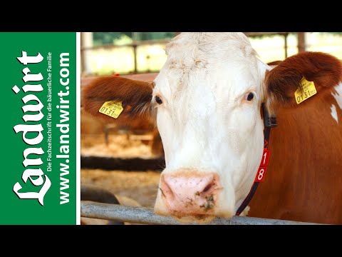 Automatisiertes Melken mit der Technik von Lely | landwirt.com