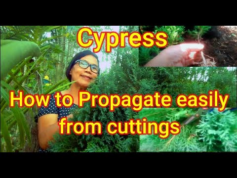 How to easily propagate Cypress from cuttings