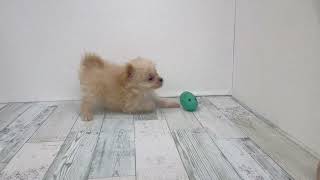 ハーフ犬の動画01
