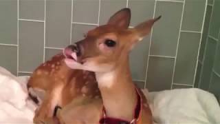 Funny Animals (say YES)