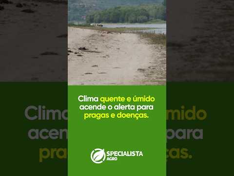 Metamil em Rondônia