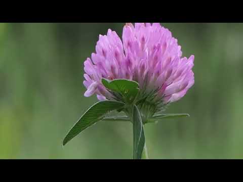 Lucerka i crvena detelina kao hrana za stoku