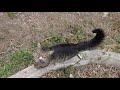 Beautiful Tabby Cat With Fluffy Tail Is Meowing Loudly