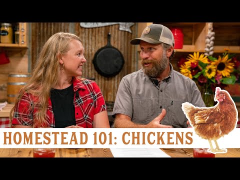 Learn to Homestead: Keeping Egg Laying Chickens