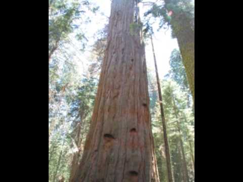 VIAJE USA el condor pasa musica de kena