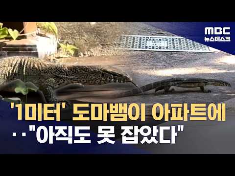 수원 공원에 1미터 넘는 대형 도마뱀이 나타났어요!