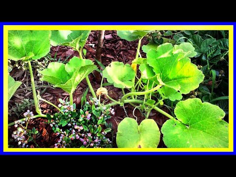 Pruning Pumpkin Plants (EASY)
