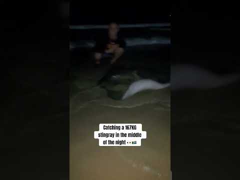 Steve Irwin Killer! #trending #stingray #steveirwin #nightfishing #fishingvideo #beach