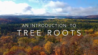 An Introduction to Tree Roots