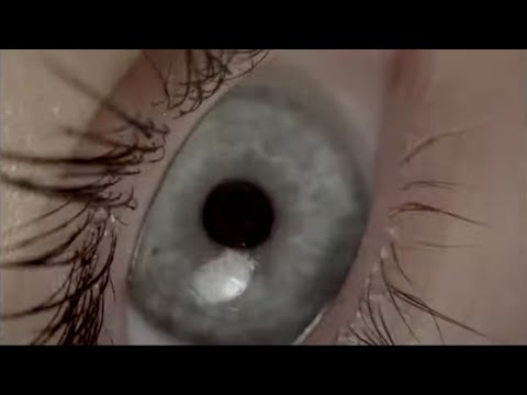 The Shacks - Trip To Japan (Official Music Video)