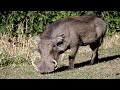 Celtic Myth 13 The Hunting Of Twrch Trwyth Pronunciation Twerch Twythe