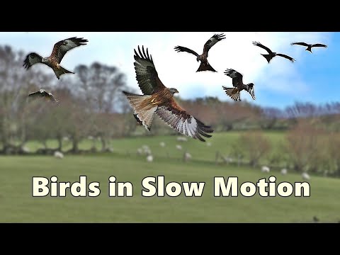Birds Flying in Slow Motion Spectacular