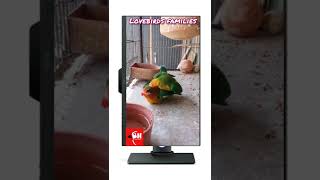 Download lagu love birds mating | love bird kawin | bird nest mp3 Download lagu love birds mating | love bird kawin | bird nest mp3