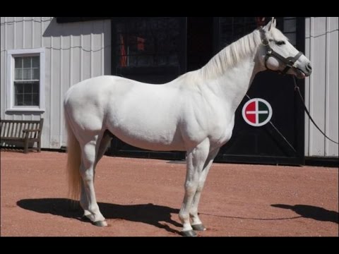 Gainesway Farm with Tapit, Empire Maker, Afleet Alex, and Tapizar