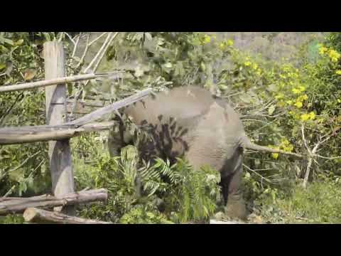 Baby Elephant Having Too Much Fun To Running And Playing Freely - ElephantNews