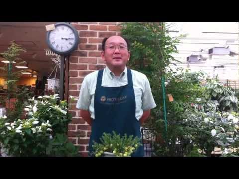 園芸 大粒クランベリー、大粒リンゴンベリー、クランベリー