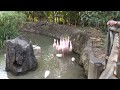 4k Flamingo S Moving Together At Disney S Animal Kingdom