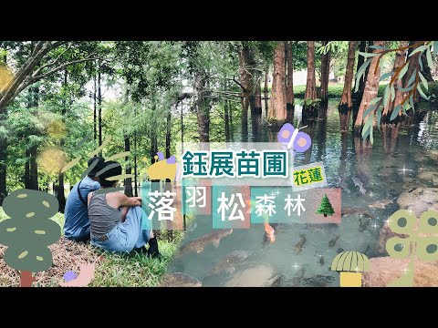 #Garota de transição Hualien Floresta de pinheiros caindo Taxodium Berçário Região inexplorada Viagem Local panorâmico Taiwan Hualien Taxodium distichum Rico