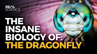 The Insane Biology of: The Dragonfly