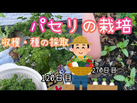 園芸 平葉パセリ