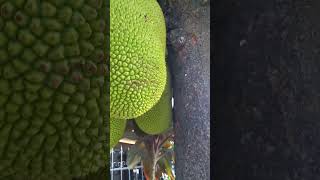 Download lagu Langka #jackfruit #fruittrees #nature mp3 Download lagu Langka #jackfruit #fruittrees #nature mp3