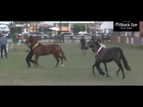 Granada senhor do Bonfim Fazendo sua estra Campeã das campeãs de marcha