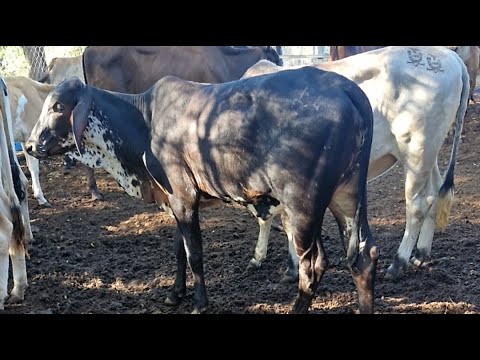 Corrales de don Victorino Meléndez 78521406 Santa Rosa de Lima, La Unión lunes 08 de diciembre 2025