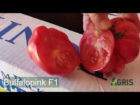 Buffalopink F1 - Cultura de tomate roz în jud. Bihor, loc. Grădinari, la familia Szatmari Francisc