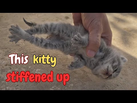 A Stray Kitten Teeters on the Brink of Death Until This Happens