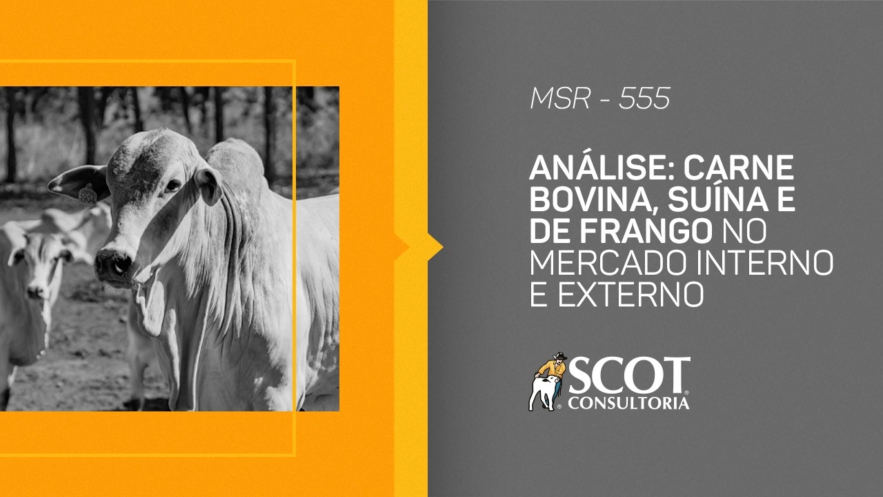 Mercado Sem Rodeios - Episódio 555 - Análise: carne bovina, suína e de frango