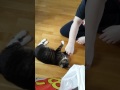 Kitty Grabs My Arm For Candy